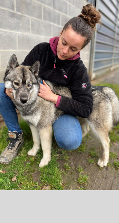 Mobilisation cervicale d’un chien husky